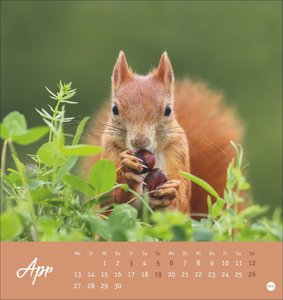 Eichhörnchen Postkartenkalender 2026