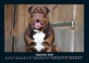 Der Hundekalender 2022 Fotokalender DIN A4
