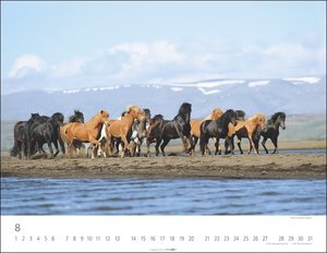 Islandpferde Kalender 2023. Fotokalender mit Porträts der beeindruckenden Wahrzeichen Islands. Großer Wandkalender für Freunde dieser besonderen Pferderasse.