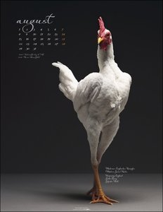 Pretty Chicks Kalender 2022