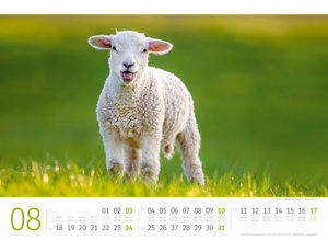 Schafe Kalender 2025