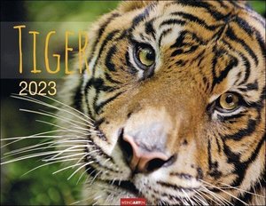 Tiger Kalender 2023. Die majestätischen Großkatzen in einem Wandkalender XXL. Hochwertiger Fotokalender mit Porträts der verschiedenen Tigerarten.