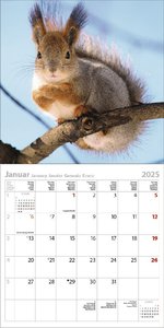 Eichhörnchen 2025