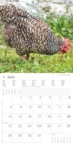 Alpha Edition - Hühner 2025 Broschürenkalender, 30x30cm, Kalender mit hochwertigen Hühner-Bildern, Mondphasen, Notizmöglichkeiten, Ferientermine DE/AT/CH und internationales Kalendarium