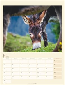 Esel Kalender 2026