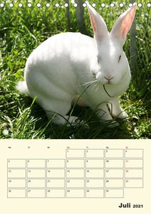 \"Rex\" Kaninchen (Tischkalender 2021 DIN A5 hoch)