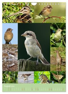 Alles für die Vögel (Wandkalender 2024 DIN A4 hoch), CALVENDO Monatskalender