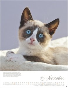 Katzenkinder Posterkalender 2022