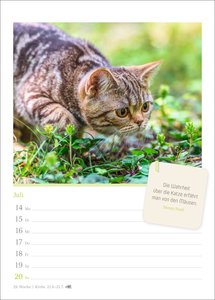 Katzenglück Wochenkalender 2025 - mit Zitaten