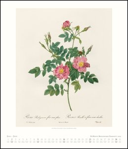 DuMonts Botanisches Kabinett – Rosen von P.J. Redouté – Kunstkalender 2023 – Wandkalender im Hochformat 34,5 x 40 cm