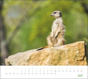times&more Erdmännchen Bildkalender 2022