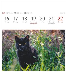 Katzen Postkartenkalender 2025 - Wochenkalender mit 53 Postkarten