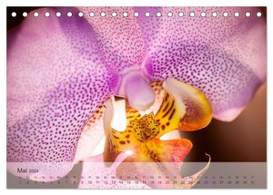 Phalaenopsis - die zauberhafte Welt der Orchideen (Tischkalender 2024 DIN A5 quer), CALVENDO Monatskalender