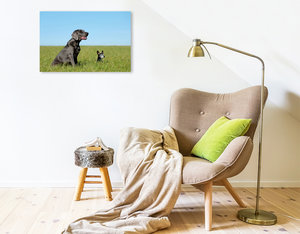 Premium Textil-Leinwand 75 cm x 50 cm quer Weimaraner und Jack Russel  Terrier auf dem Feld