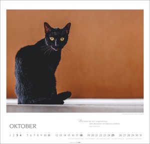 Katzen - Diven auf Samtpfoten 2026