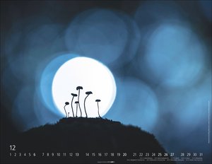 Wunderwelt der Pilze  2026