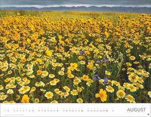 Blütenmeer Posterkalender 2026
