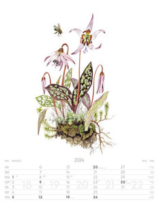 Alpenblumen-Aquarelle Kalender 2024