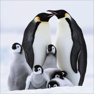 Pinguine 2025