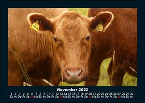 Kühe Kalender 2022 Fotokalender DIN A5
