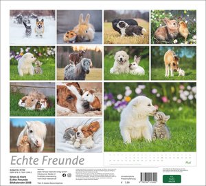 times&more Echte Freunde Bildkalender 2026