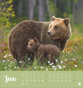 Bärenstark Postkartenkalender 2026