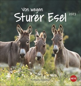 Esel - Von wegen sturer Esel Postkartenkalender 2023. Kleiner Kalender zum Aufstellen und Aufhängen im Postkartenformat. Monats-Tischkalender für Tierfreunde.