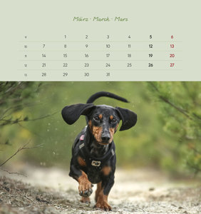 Dackel 2022 - Postkartenkalender 16x17 cm - Dachshunds - zum Aufstellen oder Aufhängen - Geschenk-Idee - Gadget - Alpha Edition