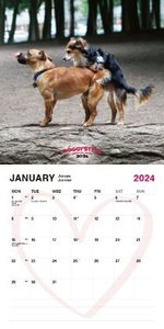 Poppende Hunde Kalender 2024