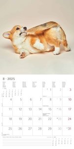 Funny Dogs 2025 - Broschürenkalender 30x30 cm (30x60 geöffnet) - Kalender mit Platz für Notizen - Hunde - Bildkalender - Wandkalender - Hundekalender