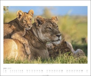 African Wildlife Kalender 2023. Die Tierwelt Afrikas in atemberaubenden Fotos festgehalten für einen großen Wandkalender. Fotokalender mit Wow-Faktor.