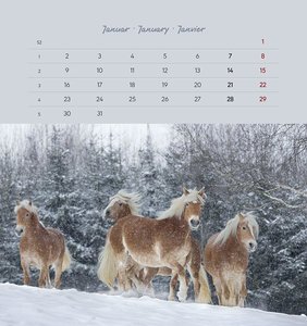 Pferde 2023 - Postkartenkalender 16x17 cm - Horses - zum Aufstellen oder Aufhängen - Monatskalendarium - Gadget - Mitbringsel - Alpha Edition