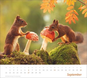 times&more Eichhörnchen Bildkalender 2026