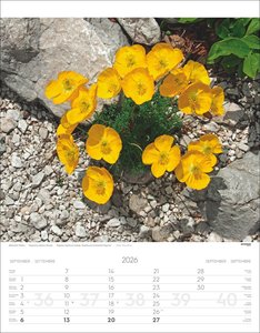 Alpenblumen Kalender 2026