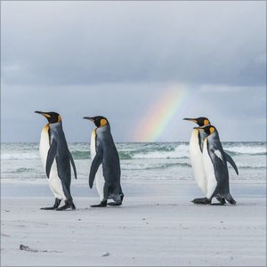 Pinguine 2025