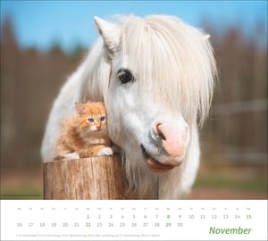 times&more Echte Freunde Bildkalender 2026