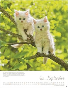 Katzenkinder Posterkalender 2022