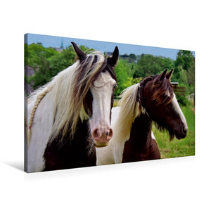 Premium Textil-Leinwand 90 cm x 60 cm quer Zwei Pferde