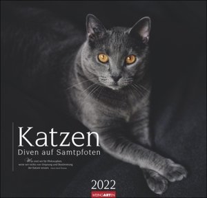Katzen - Diven auf Samtpfoten Kalender 2022