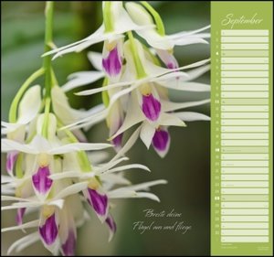 Orchideen 2022 - DUMONT Wandkalender - mit den wichtigsten Feiertagen - Format 38,0 x 35,5 cm