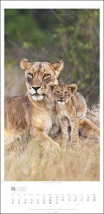 Big Cats Kalender 2022
