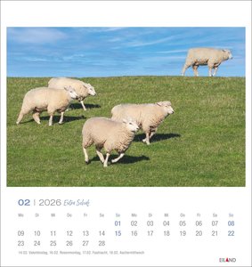 Extra Schaf Postkartenkalender 2026
