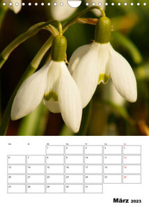 Frühlingserwachen (Wandkalender 2023 DIN A4 hoch)