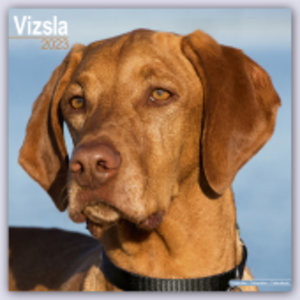 Vizsla - Ungarische Vorstehhunde 2023 - 16-Monatskalender