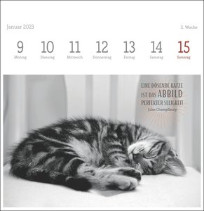 Wegler Katzen Weisheiten Premium-Postkartenkalender 2023. 53 Postkarten mit zauberhaften Katzenfotos und Zitaten in einem kleinen Kalender für Katzenfans.