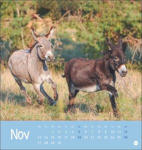 Esel Postkartenkalender 2023