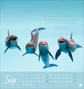 Never give up! Postkartenkalender 2026