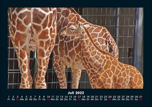 Giraffen Kalender 2022 Fotokalender DIN A4