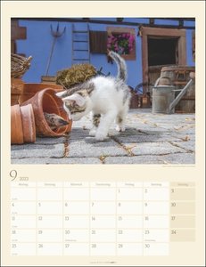Katzen auf dem Lande Kalender 2023. Süße Kätzchen in ländlicher Idylle: Ein Fotokalender zum Dahinschmelzen. Großer Wandkalender für alle Fans der Stubentiger.