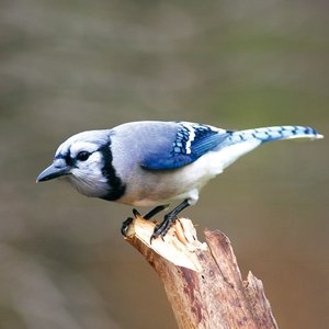 Heimische Vögel 2022